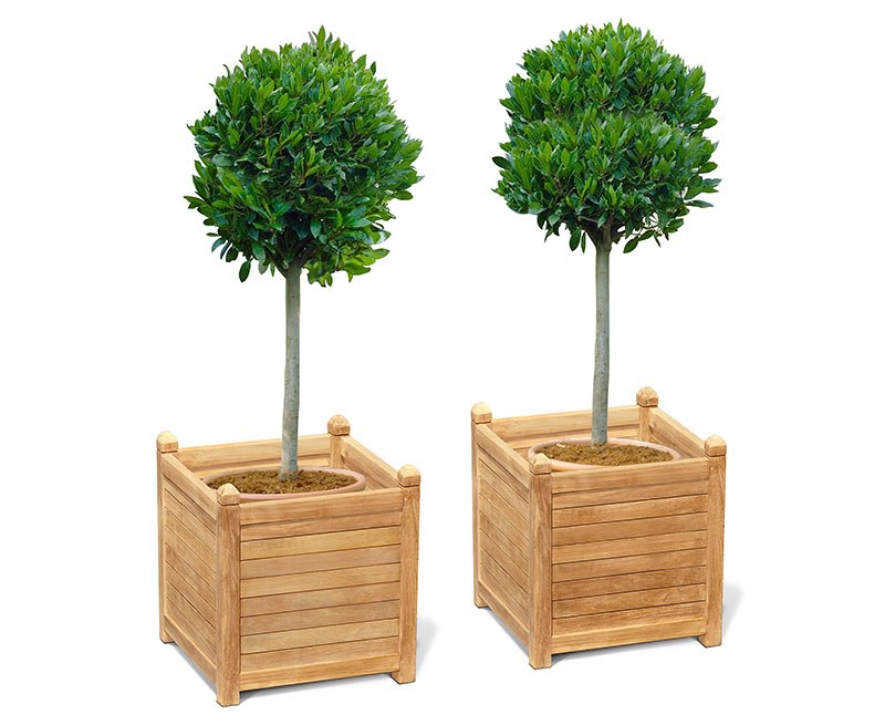Zen Extra Large Garden Planters Teak Wood, Large Garden Pots For Bay Trees