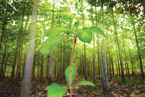 Sustainable Plantation Teak Wood Java Perum Perhutani legal timber SVLK FLEGT