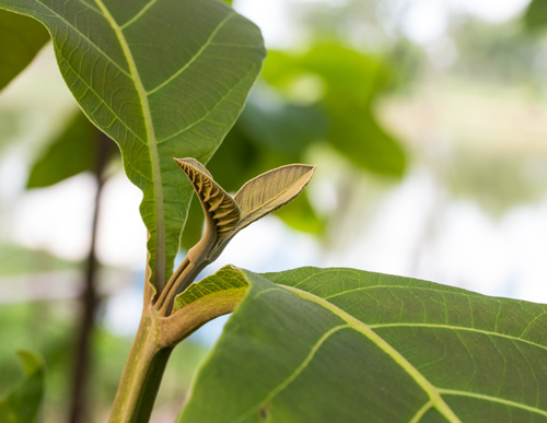 how fast does teak grow?